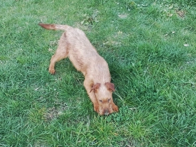 Irish Terrier Welpe kaufen