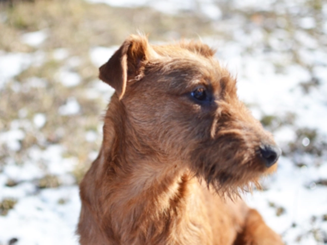 Irish Terrier Welpe kaufen