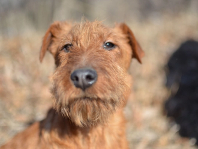 Irish Terrier Welpe kaufen