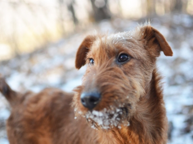 Irish Terrier Welpe kaufen