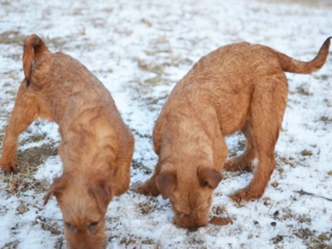 Irish Terrier Welpe kaufen