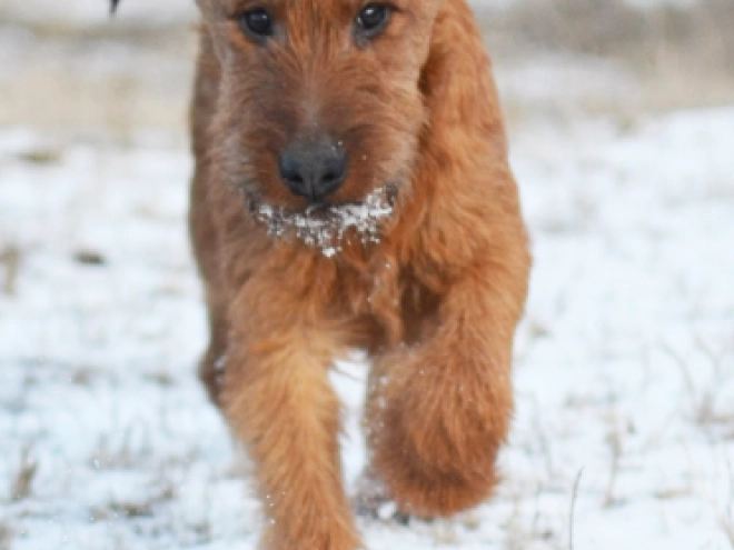Irish Terrier Welpe kaufen