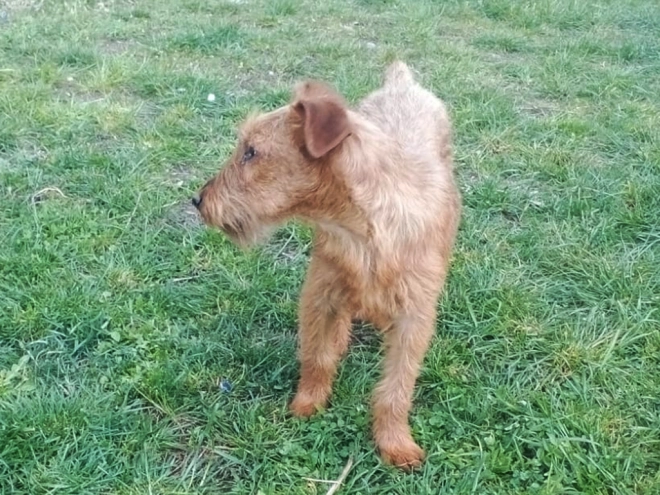 Irish Terrier Welpe kaufen