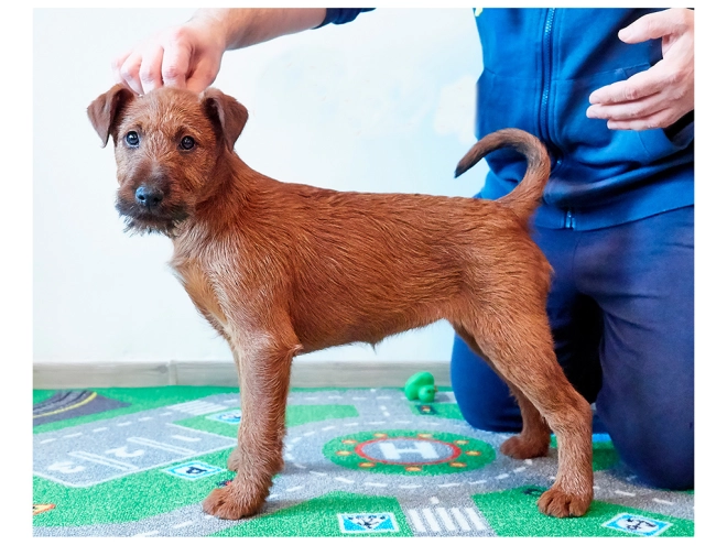 Irish Terrier Welpe zu verkaufen
