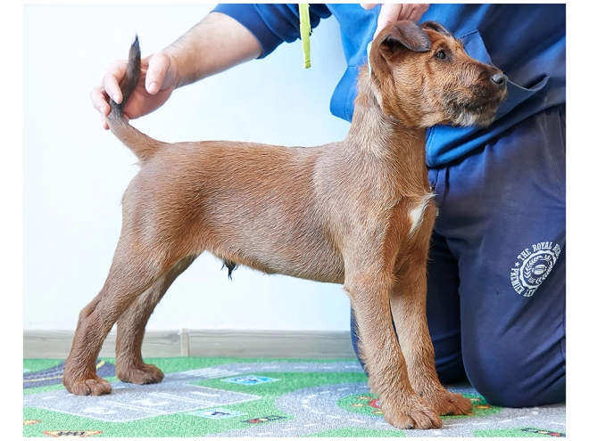 Irish Terrier Welpe zu verkaufen