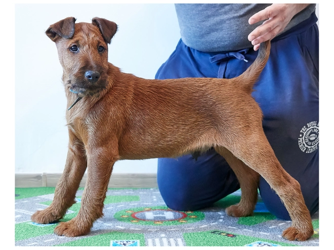 Irish Terrier Welpe zu verkaufen