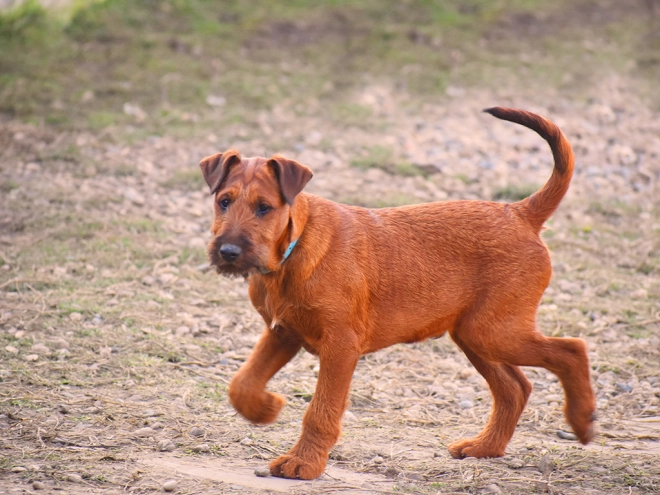 Irish Terrier Welpe zu verkaufen