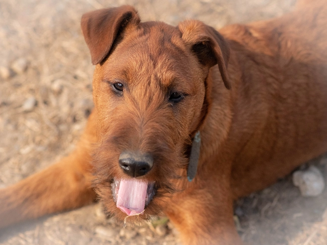 Irish Terrier Welpe zu verkaufen