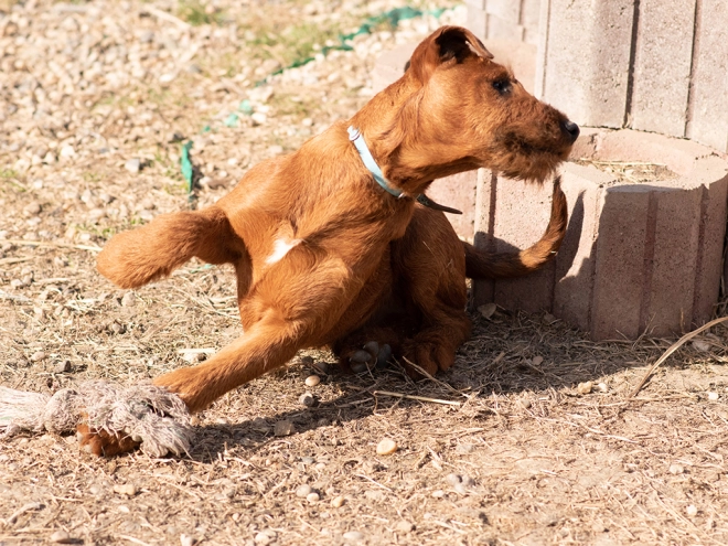 Irish Terrier Welpe zu verkaufen