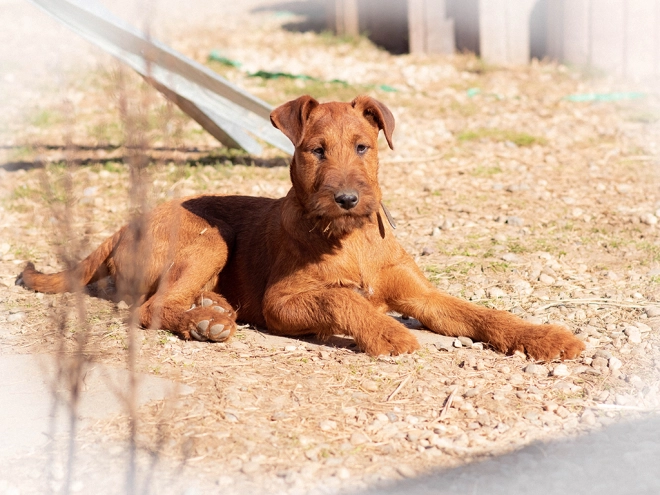 Irish Terrier Welpe zu verkaufen