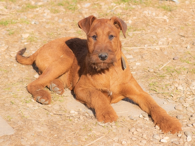 Irish Terrier Welpe zu verkaufen