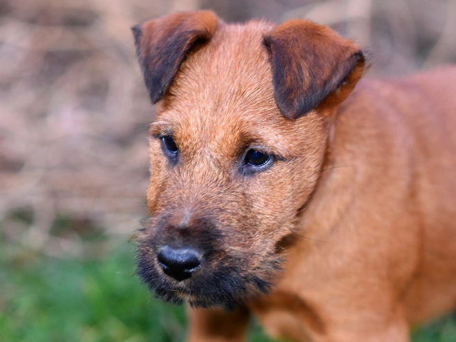 Irish Terrier Welpe kaufen