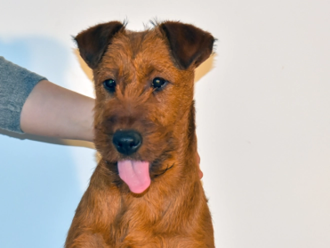 Irish Terrier Welpe kaufen