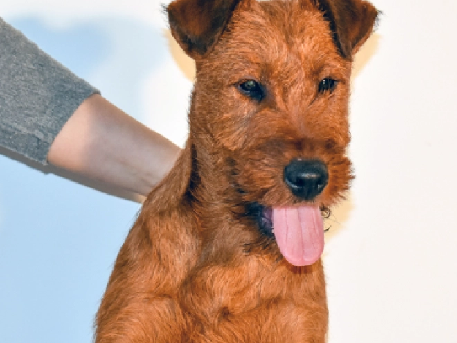 Irish Terrier Welpe kaufen