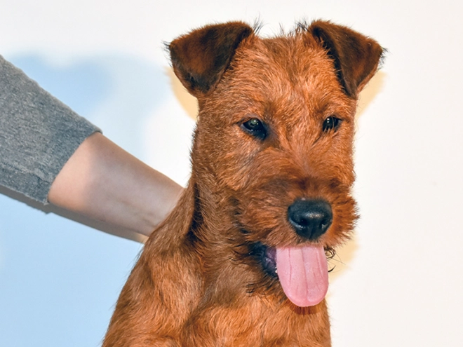 Irish Terrier Welpe kaufen