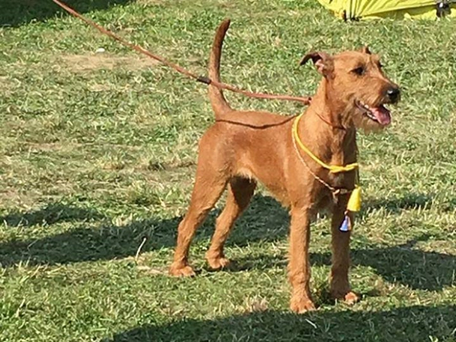 Irish Terrier Welpe zu verkaufen