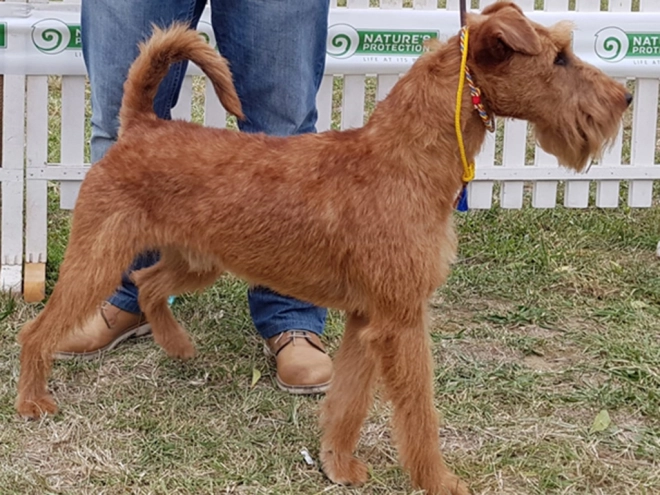 Irish Terrier Welpe zu verkaufen
