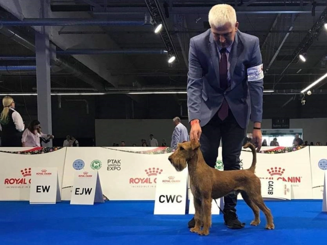 Irish Terrier Welpe zu verkaufen