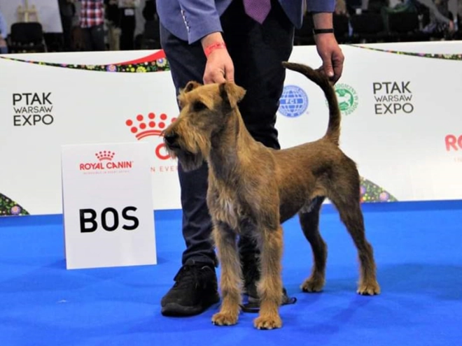 Irish Terrier Welpe zu verkaufen
