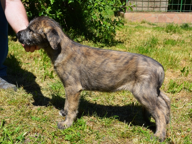 Perros Wolfhound Irlandés en venta