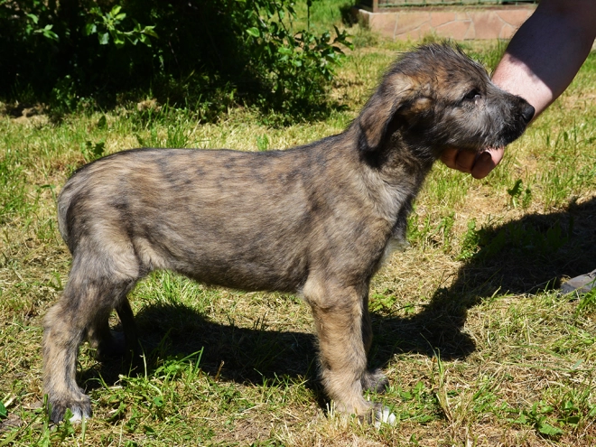 Perros Wolfhound Irlandés en venta