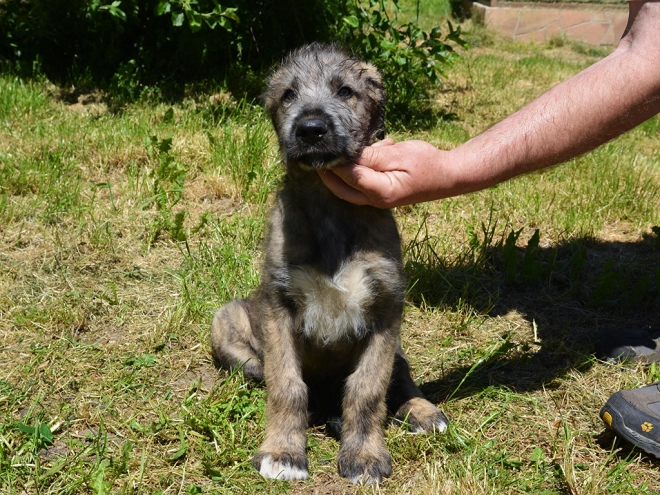 Perros Wolfhound Irlandés en venta