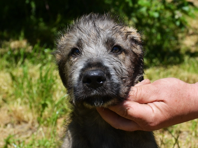 Perros Wolfhound Irlandés en venta
