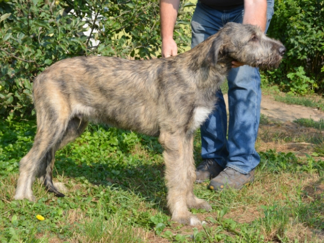 Perros Wolfhound Irlandés en venta