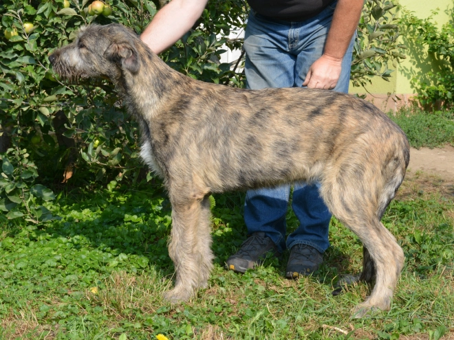 Perros Wolfhound Irlandés en venta