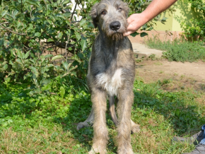 Perros Wolfhound Irlandés en venta