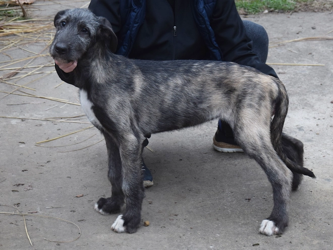 Perros Wolfhound Irlandés en venta