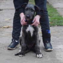 Bon Bon, grizzle Irischer Wolfshund Welpen kaufen