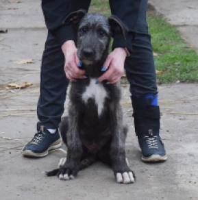 Irish Wolfhound puppy for sale