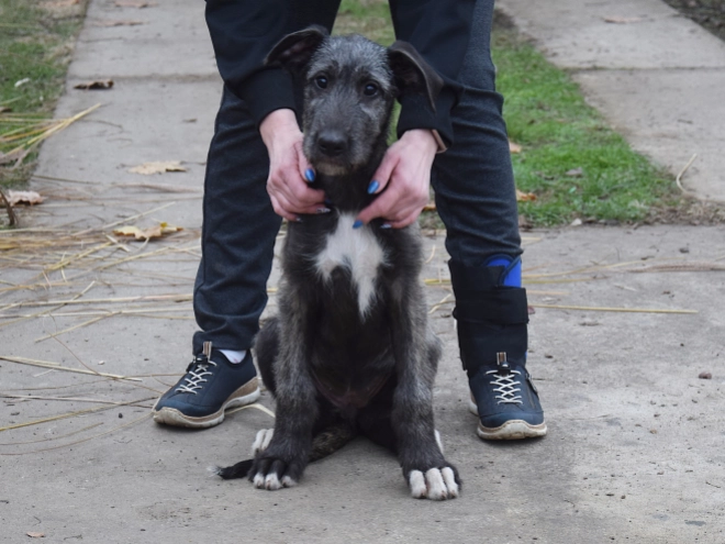 Perros Wolfhound Irlandés en venta