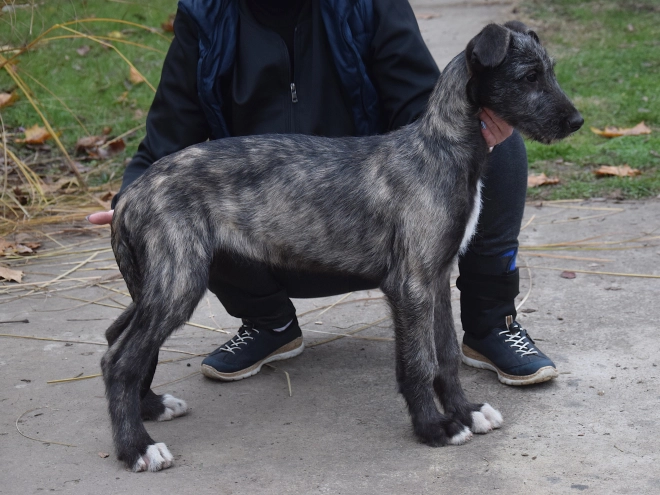 Perros Wolfhound Irlandés en venta