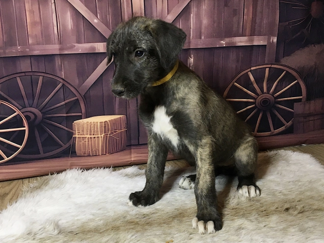 Perros Wolfhound Irlandés en venta