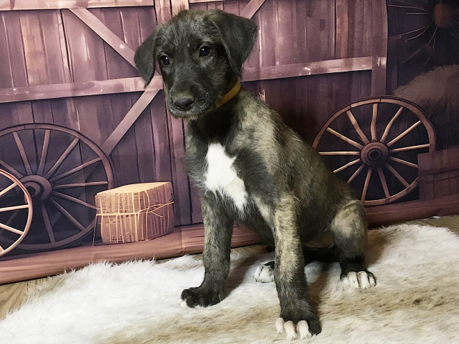 Perros Wolfhound Irlandés en venta
