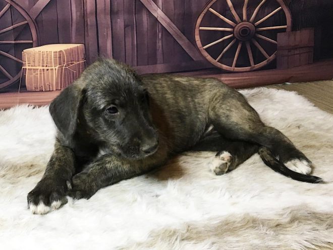 Perros Wolfhound Irlandés en venta