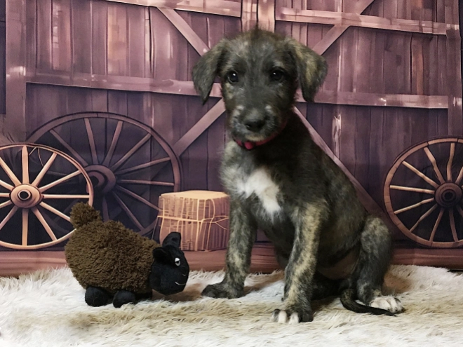 Irish Wolfhound puppy for sale