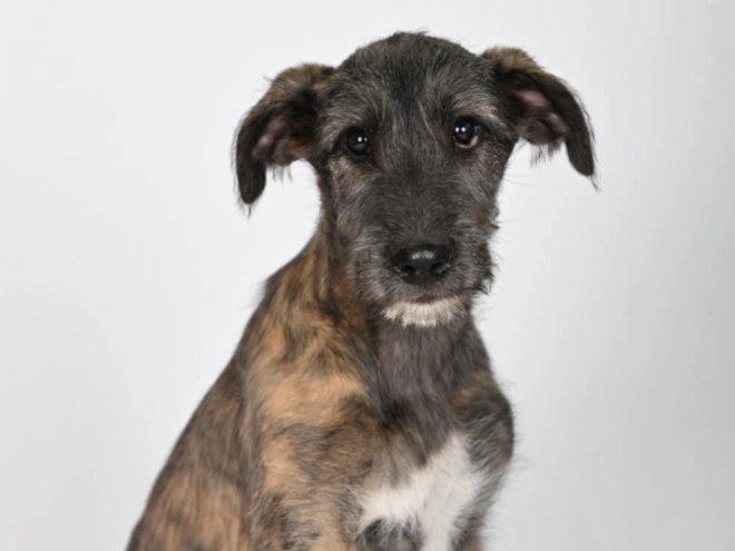 Irish Wolfhound puppy for sale