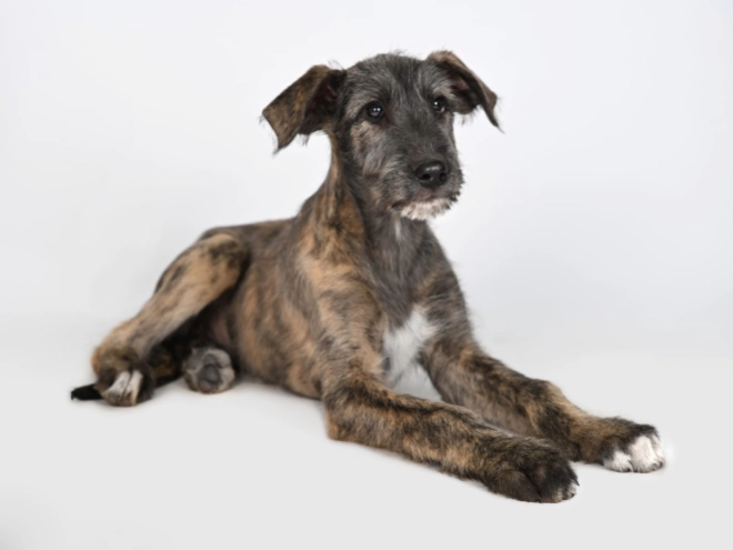 Irish Wolfhound puppy for sale