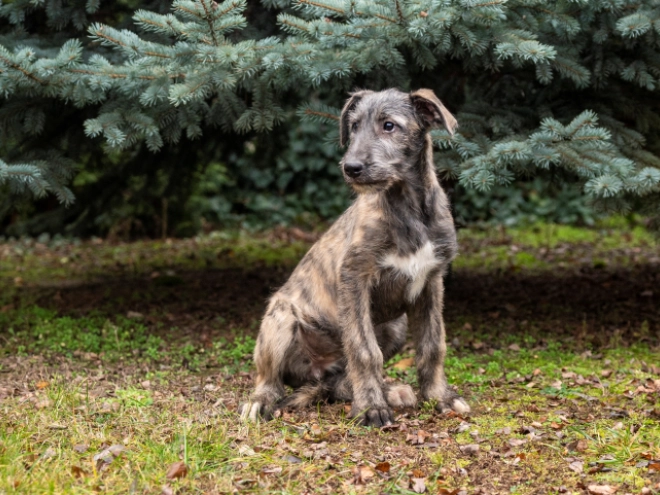 Irish Wolfhound puppy for sale