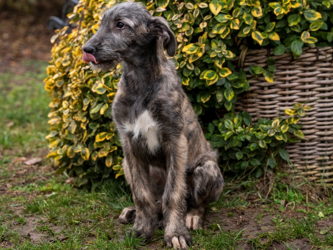 Irish Wolfhound puppy for sale