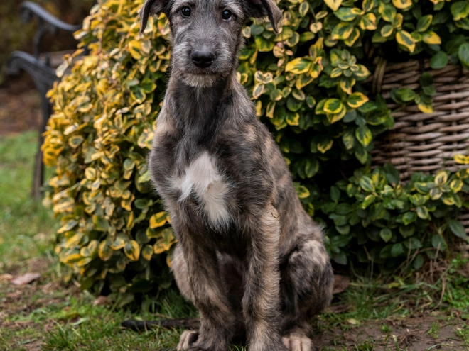 Irish Wolfhound puppy for sale