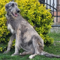 Biborka, grizzle Irish Wolfhound for sale
