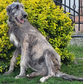 Perros Wolfhound Irlandés en venta