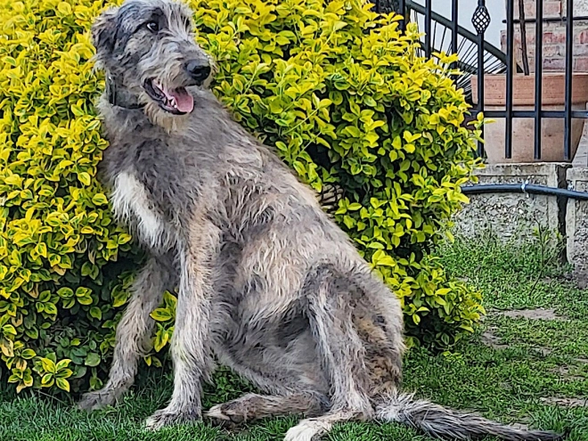 Irish Wolfhound puppy for sale