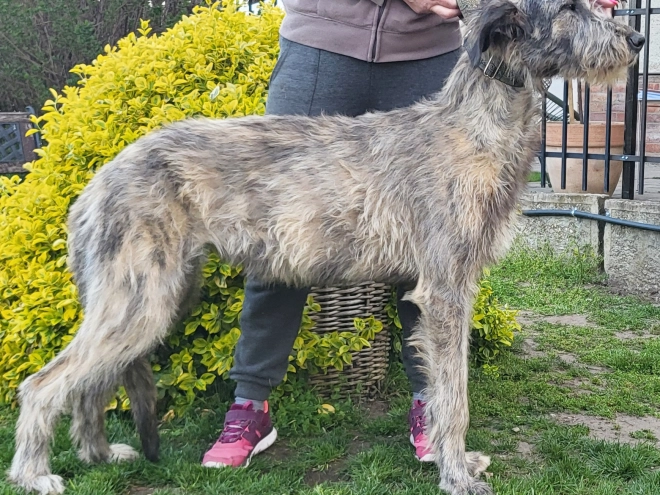 Irish Wolfhound puppy for sale