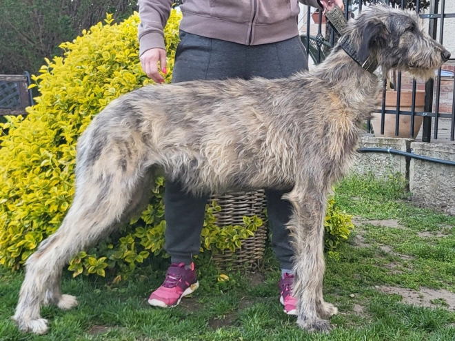 Irish Wolfhound puppy for sale