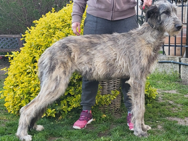 Irish Wolfhound puppy for sale